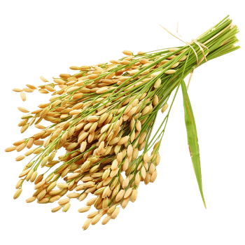 Close up paddy rice ears isolated on transparent background png