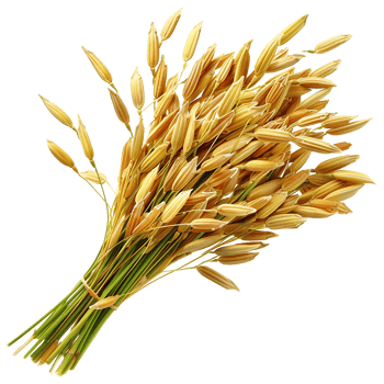 Close up paddy rice ears isolated on transparent background png