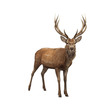 Stag Deer in Front of Transparent Background AI-Generative png