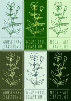 Set of drawing MOUSE-EARS in various colors. Hand drawn illustration. The Latin name is CERASTIUM L. vector