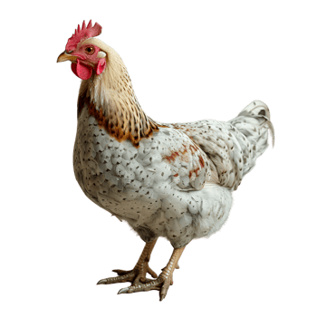 chicken the beauty of domestic poultry on a sunny day png