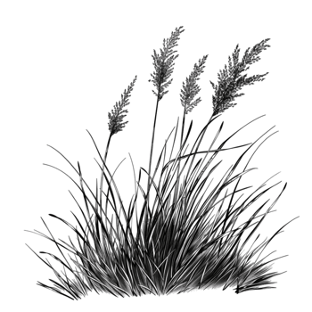 a drawing of grass png