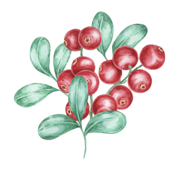 Lingonberry branch. Watercolor cranberry, cowberry, illustration. Red Nordic forest berry clipart for autumn harvest decoration, recipe book, kitchen decor, invitation, and Thanksgiving table settings png