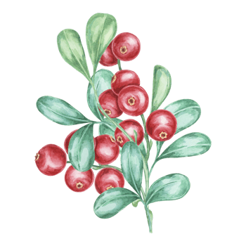 Lingonberry branch. Watercolor cranberry, cowberry, illustration. Red Nordic forest berry clipart for autumn harvest decoration, recipe book, kitchen decor, invitation, and Thanksgiving table settings png