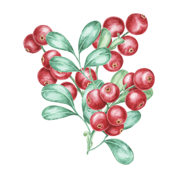 Cowberry watercolor illustration of cranberry or lingonberry branch. Nordic forest red berry clipart for autumn harvest, medicinal plant labels, menus, teas, supplements, and Thanksgiving decoration. png