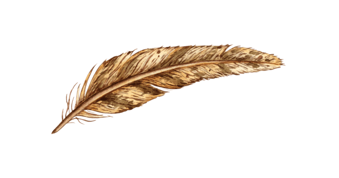 Bird feather brown watercolor illustration. Natural soft duck fluff isolated from background. For the design of books, cards, calendars, stationery, dishes, clothing, social networks png