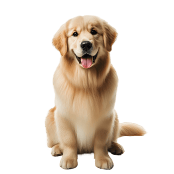 Golden retriever dog isolated from background png