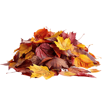 Autumn Leaves Pile Illustration png
