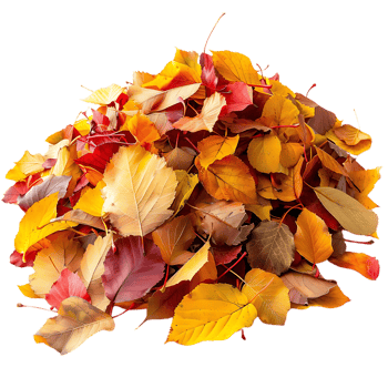 Autumn Leaves Pile Illustration png