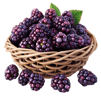 3D Illustration of a Basket Full of Blackberries png