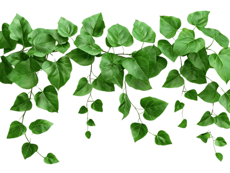 Green Leaf Vines Illustration png
