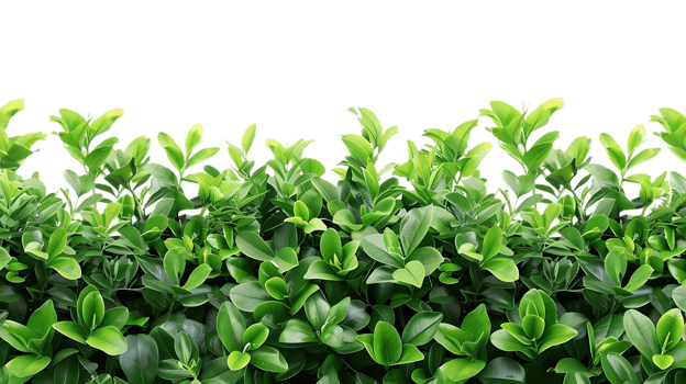 Green Leaf Plant Background Image png