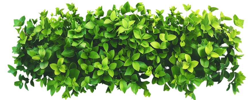 Green Leaves Bush - Realistic Image png