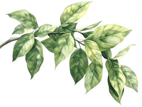 Green Leaves on a Branch Illustration png