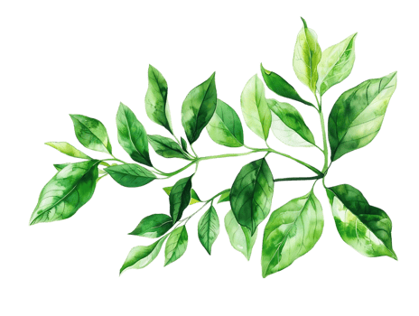 Watercolor Illustration of Green Leaves Branch png