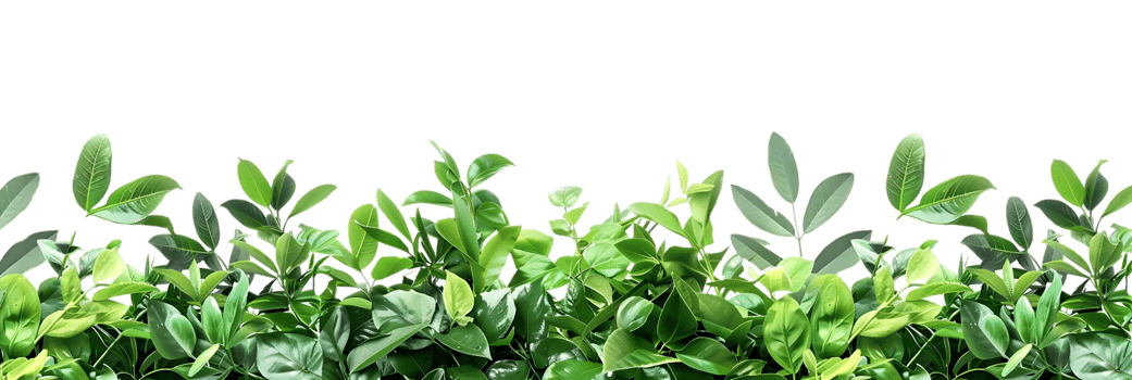Green Foliage Background - Tropical Plant Leaves on Black png