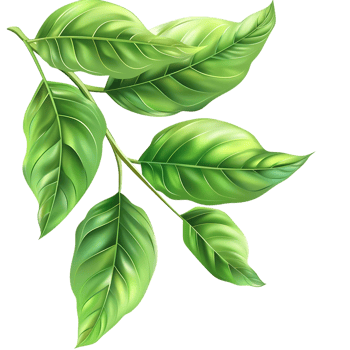 Illustration of Green Leaves with Detailed Veins - Digital Art png