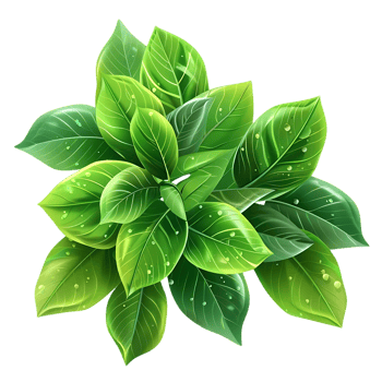 Green Leaves Illustration with Dew Drops png