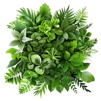 Illustration of Lush Green Tropical Leaves png
