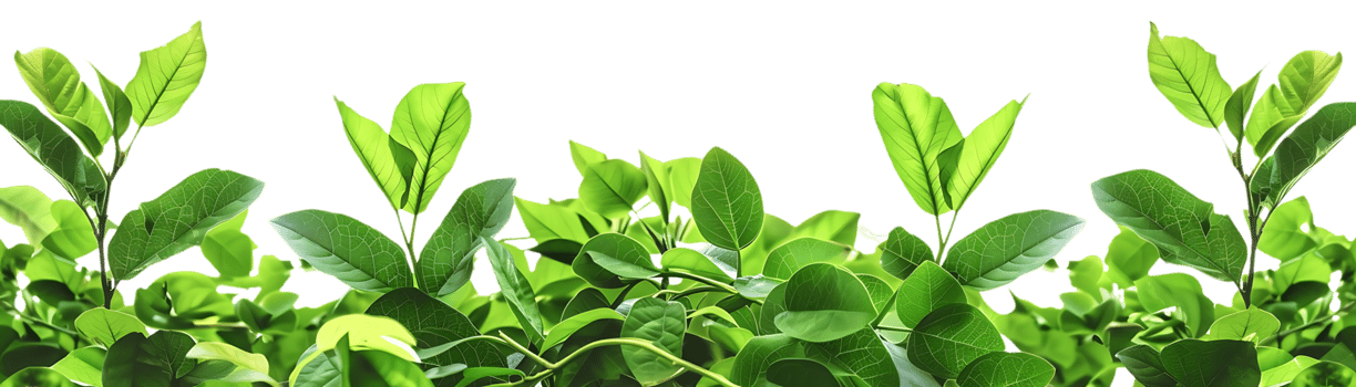 Green Leaves Background Illustration png