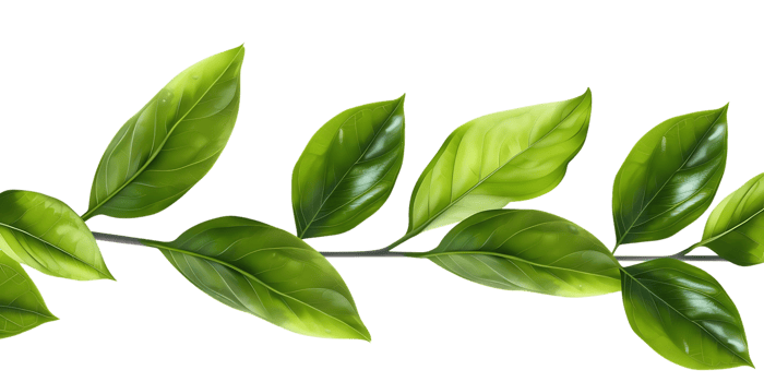Green Leaves Branch Illustration png