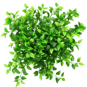 Green Leaf Bush Illustration png