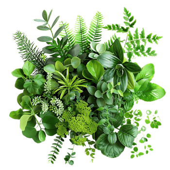 Illustration of a Lush Green Foliage Arrangement with a Variety of Plants png