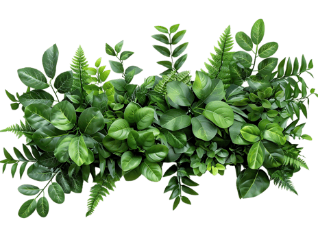 Green Leaves and Ferns Illustration png