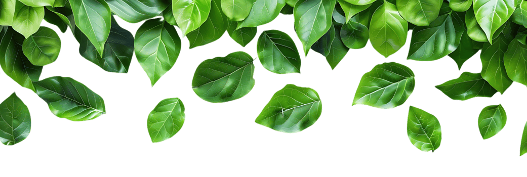 Green Leaves Falling Illustration png