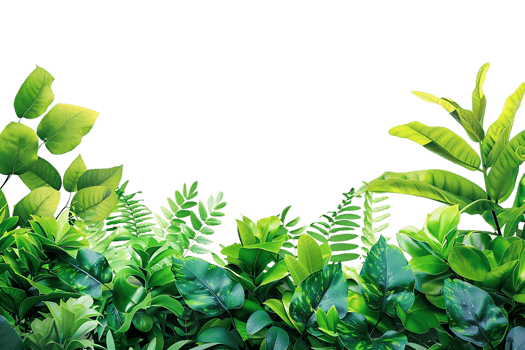 Green Leaves Background Illustration png