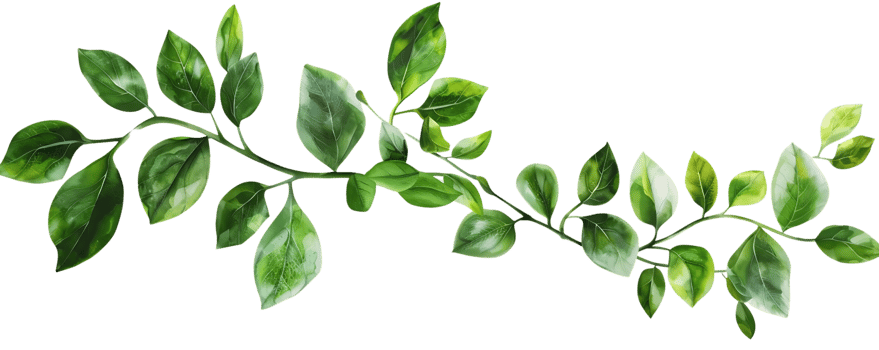 Green Leaves Illustration Branch png