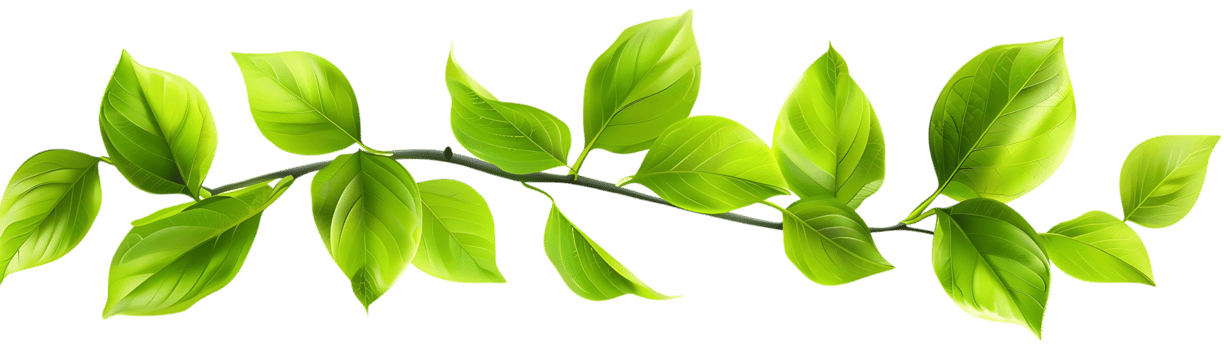Green Leaves Branch Illustration png