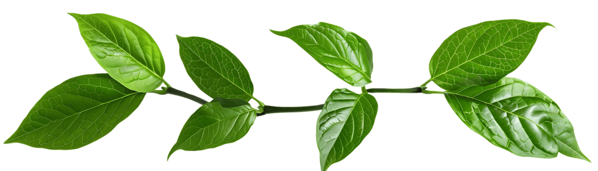 Green Leaf Branch Illustration png