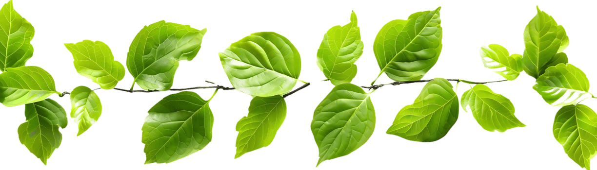 Green Leaves on Branch Illustration png