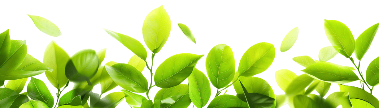 Green Leaves Illustration png