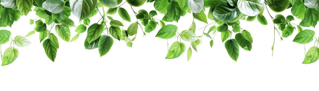 Green Leaves Border Illustration png