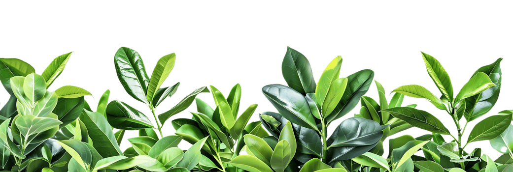 Green Leaves Background Illustration png