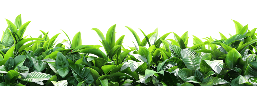 Green Tropical Leaves Illustration png