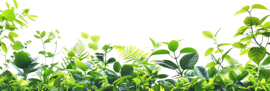 Lush Green Foliage Illustration png
