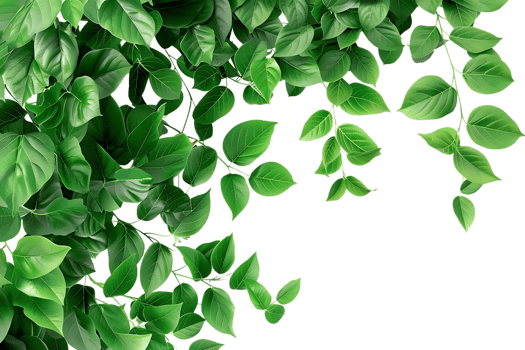 Green Leaves Branch Illustration png