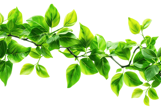 Green Leaves Branch Illustration png