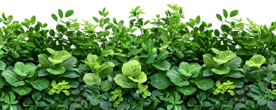 Lush Green Foliage Illustration - 3D Rendered Tropical Plant Wall with Detailed Leaves png