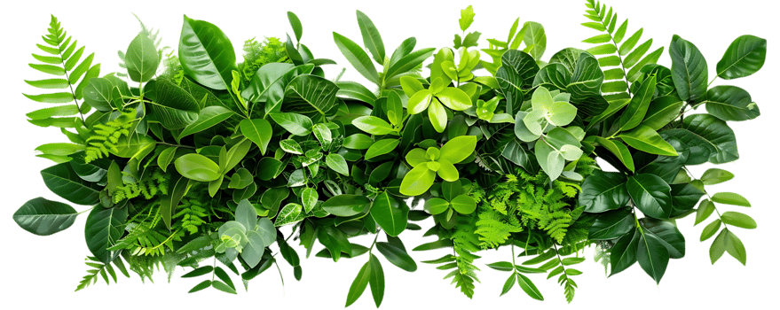 Green Leaves Collection Illustration png