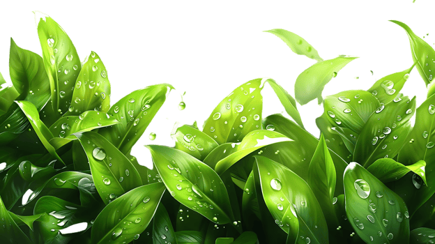 Green Leaves with Water Drops Illustration png