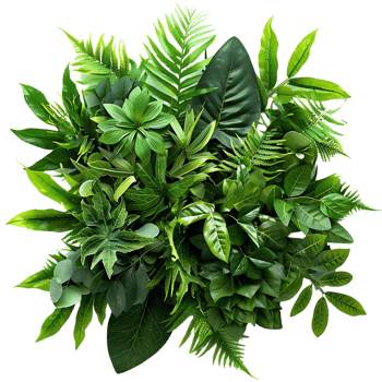 Green Tropical Leaves Illustration png