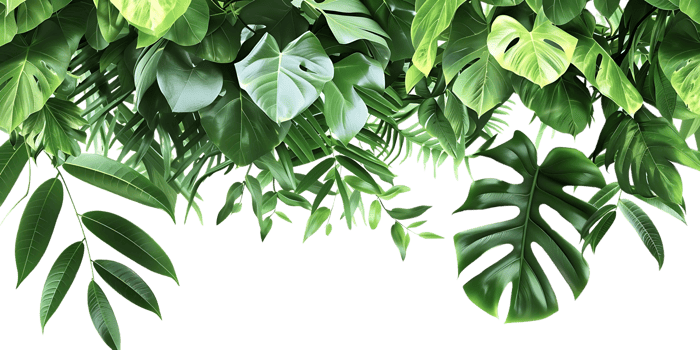 Green Tropical Leaves Illustration png