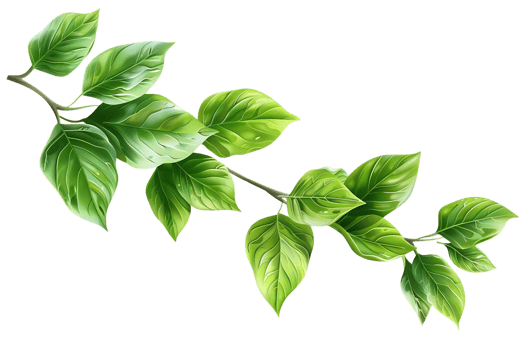 Green Leaves Branch Illustration png