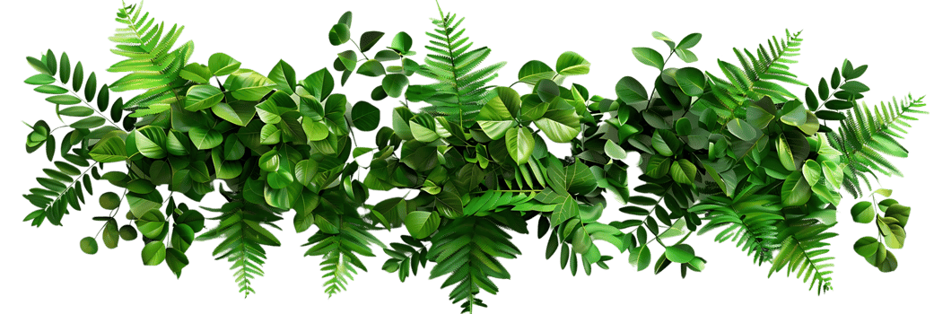 Green Leaves and Ferns Illustration png