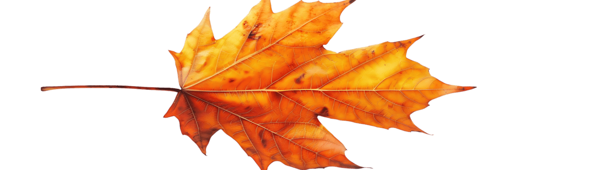 Single Autumn Leaf Illustration png
