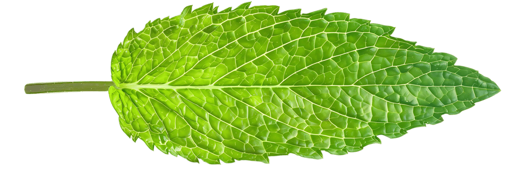 Green Mint Leaf Closeup Photography png